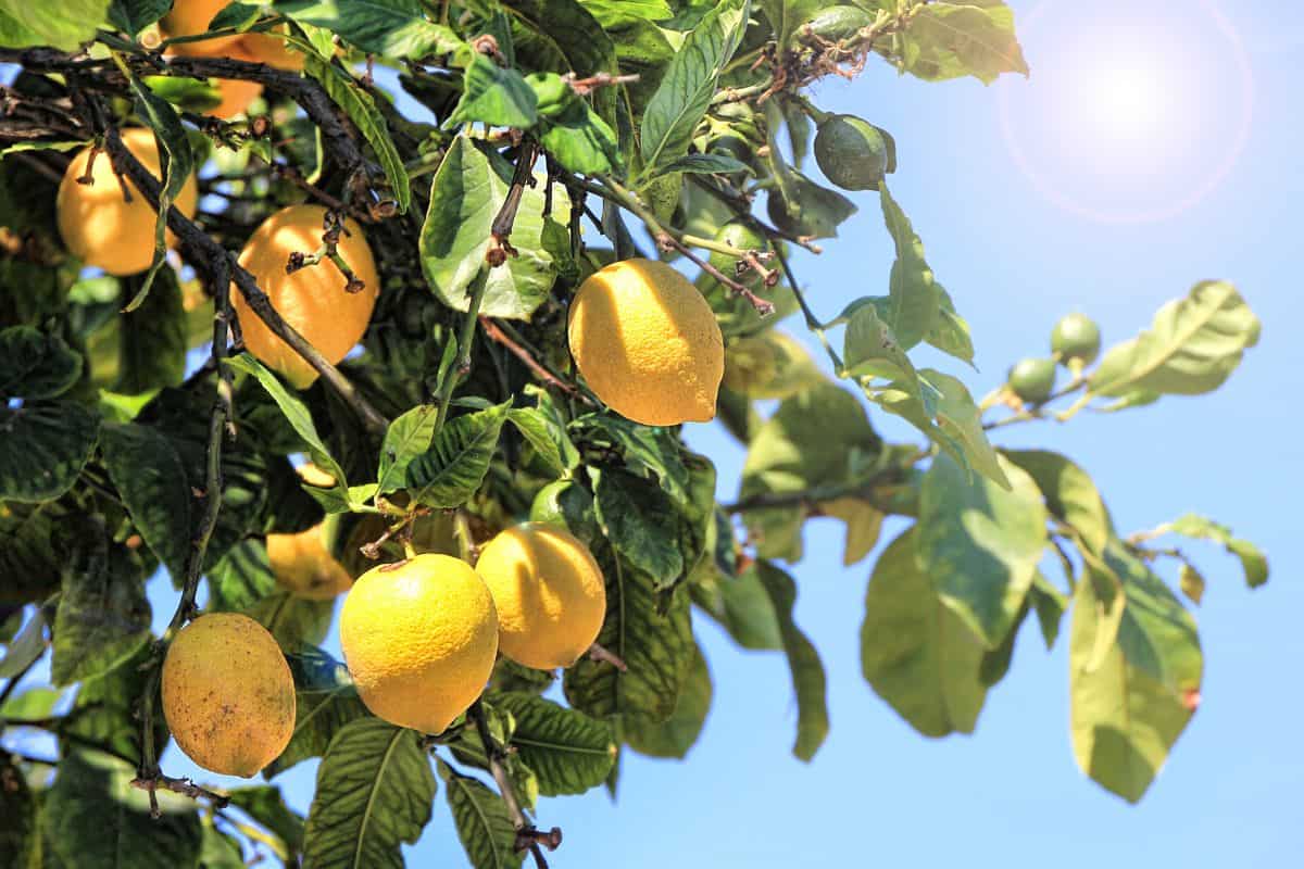 Limoni.jpg