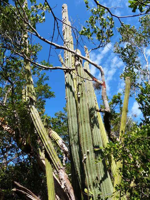 Low Res 2 24 16 KLCI Highest remaining Pilosocereus with pseudocephalia