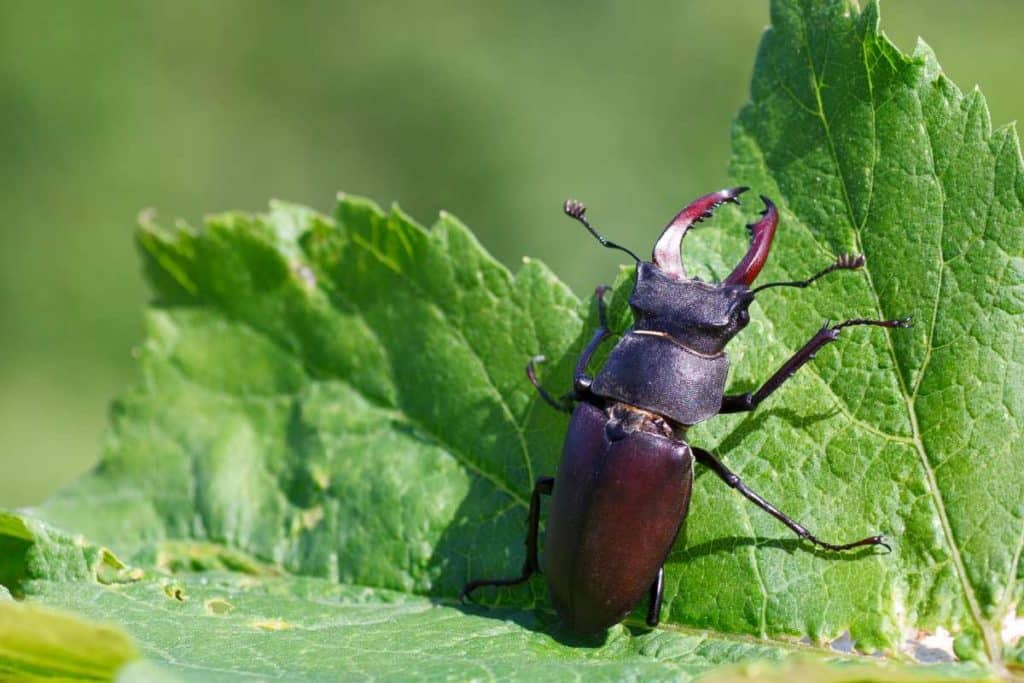 Lucanus cervus.jpg