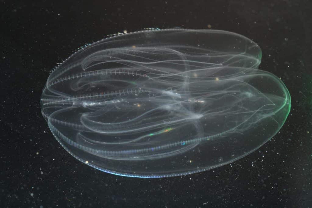 Meduse.jpg