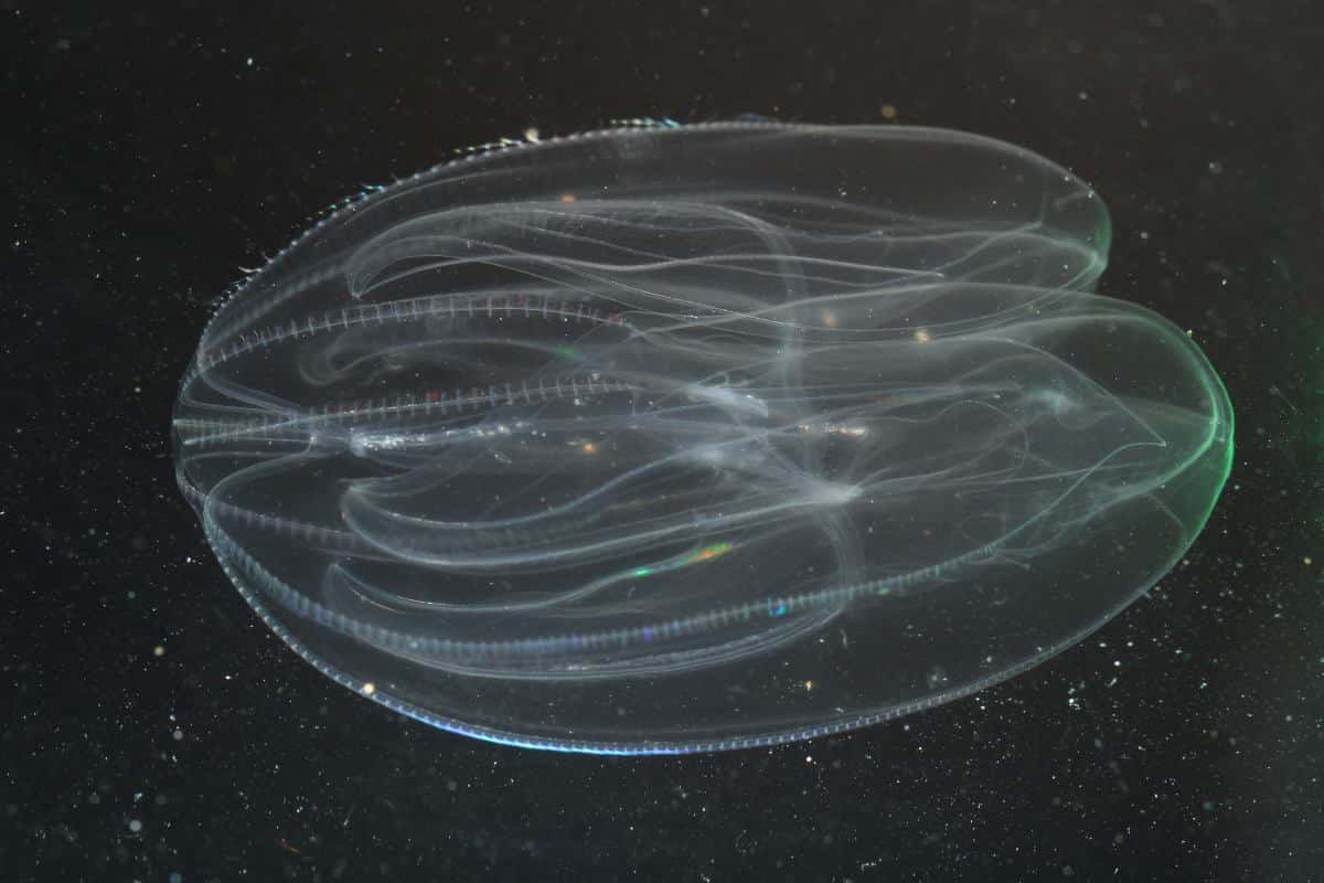 Meduse.jpg