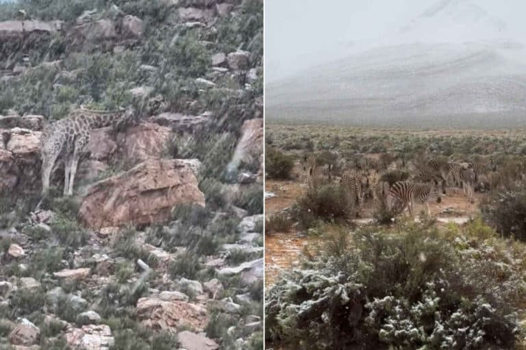 Neve Sudafrica.jpg