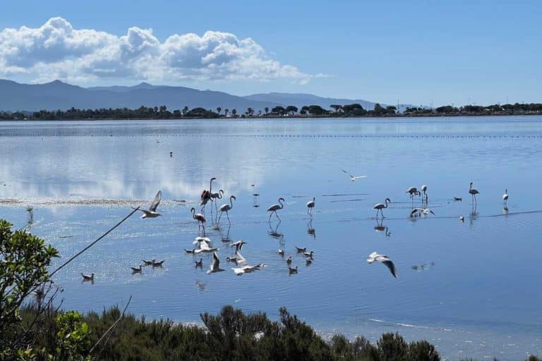 Molentargius: ti svelo dove ammirare i fenicotteri in Sardegna, lo splendido parco nato dalle saline 1 Parco del Molentargius.jpg
