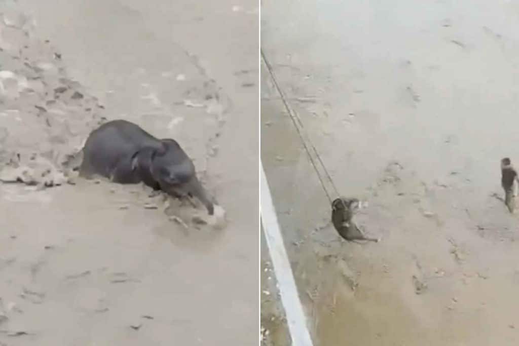 Salvataggio elefante.jpg