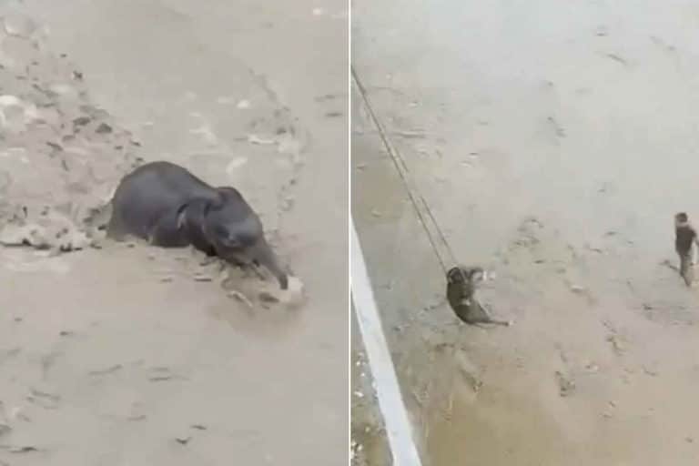 Salvataggio elefante.jpg