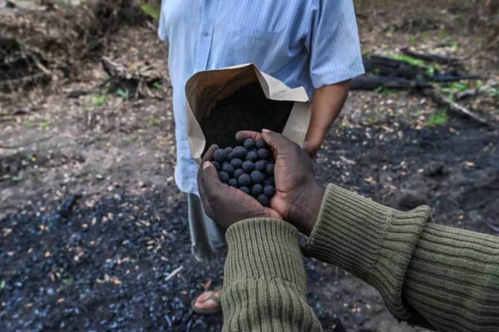 Semi deforestazione.jpg