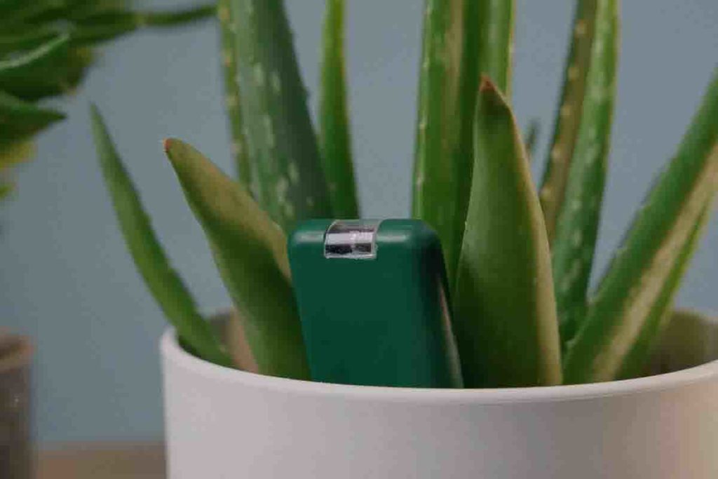 SmartyPlants.jpg