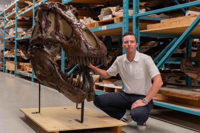 Incredibile scoperta: quanto potevano davvero crescere i dinosauri? Il T. Rex molto più di quanto immaginassimo 7 Teschio di T.rex .jpg