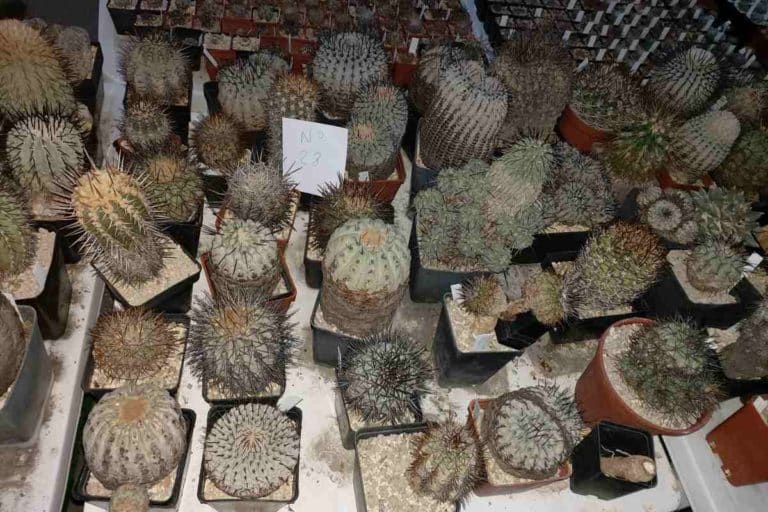 Traffico illegale cactus.jpg