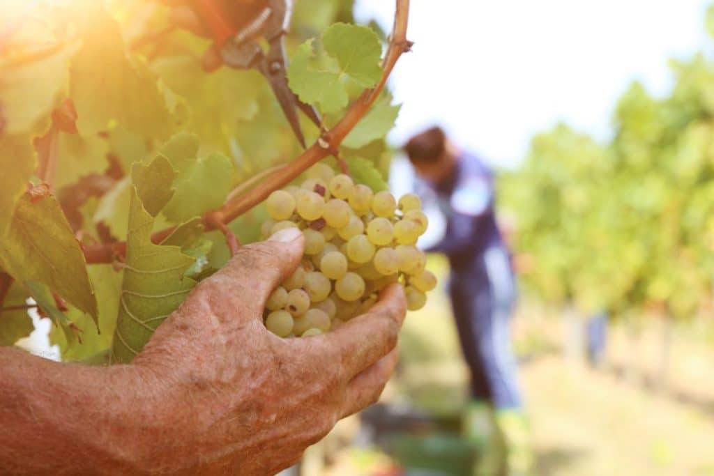 Vendemmia anticipata.jpg