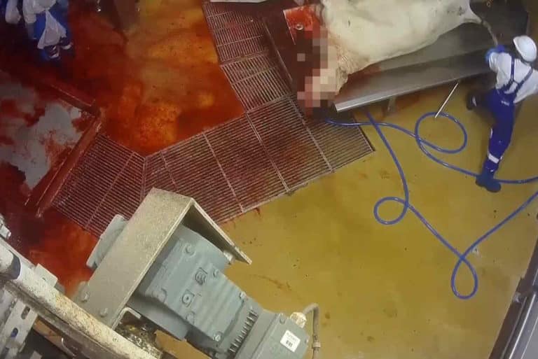 Ti mostro l’agonia dei bovini macellati ancora coscienti in un mattatoio della Borgogna (IMMAGINI FORTI) 6 abattoir bigard venarey les laumes l214 abattage.jpg