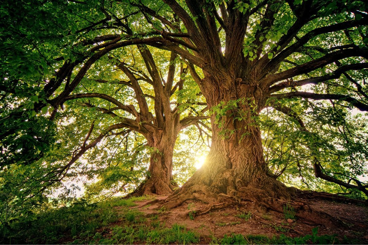 C’è un animale perfettamente mimetizzato tra gli alberi: chi lo trova ha una vista fuori dal comune! 1 animale mimetizzato.jpg