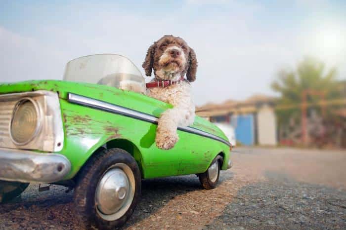 animals driving m.jpg