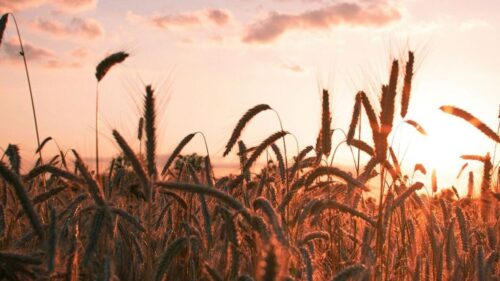 archaeologists find earliest evidence of crop farming in east africa 388566 960x540 1 500x281.jpg