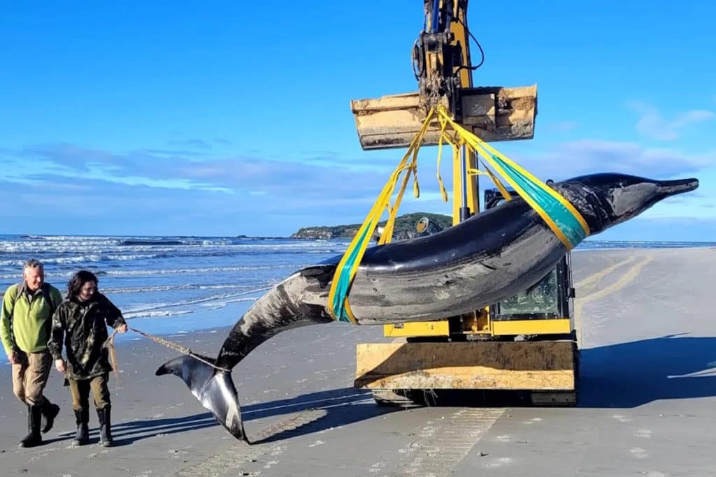 balena rara spiagga nuova zelanda.jpg