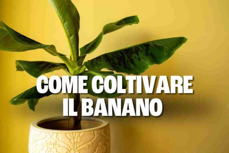 Come coltivare il banano in casa o in giardino 5 banano 2.jpg