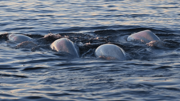 beluga backs m.png