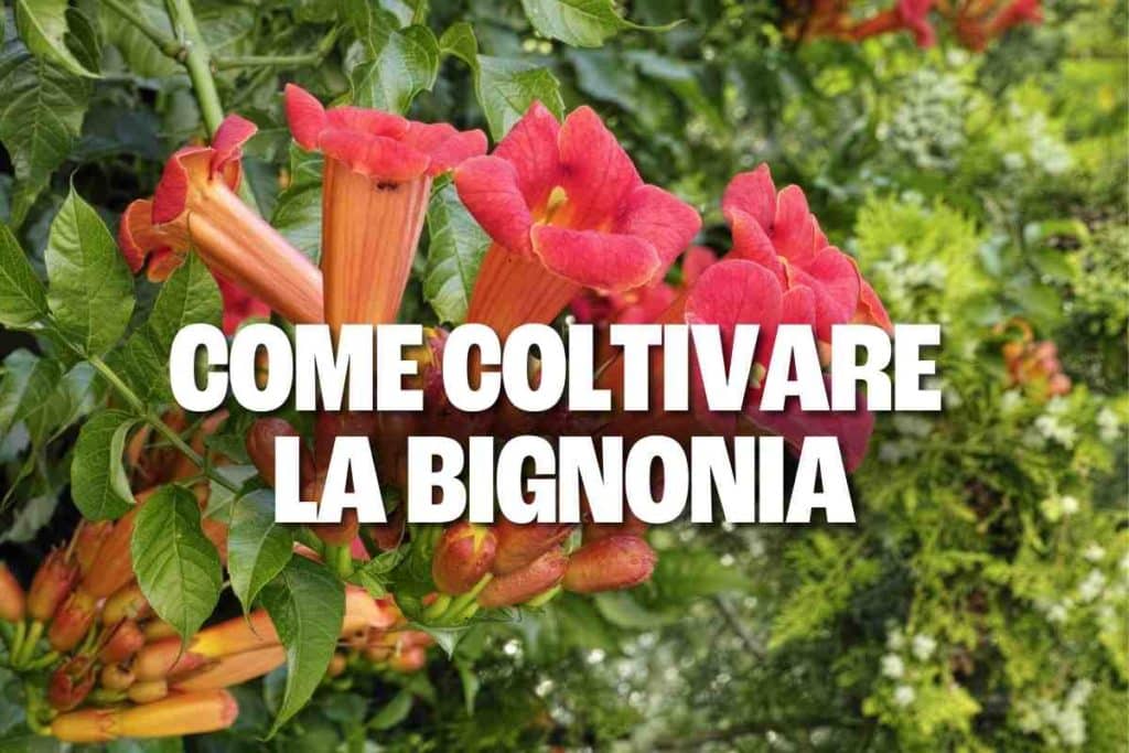 bignonia 2.jpg