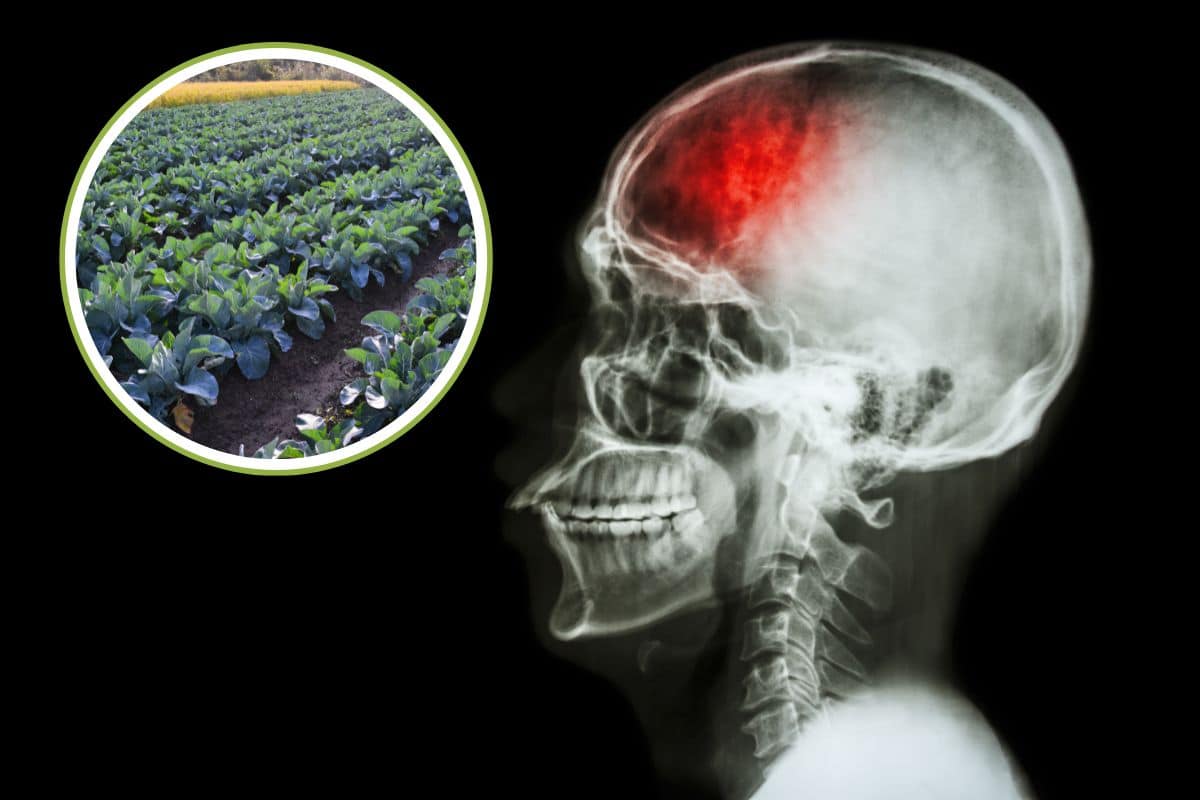 broccoli ictus.jpg