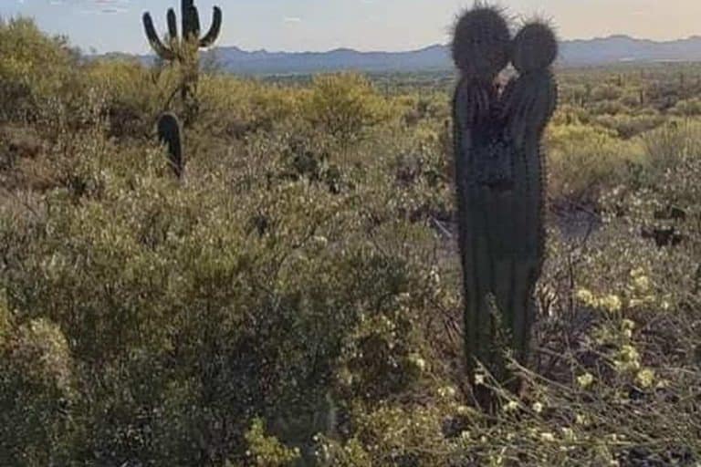 cactus che si baciano 2.jpg