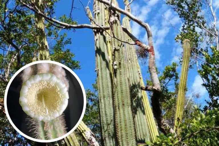 cactus estinto Florida.jpg