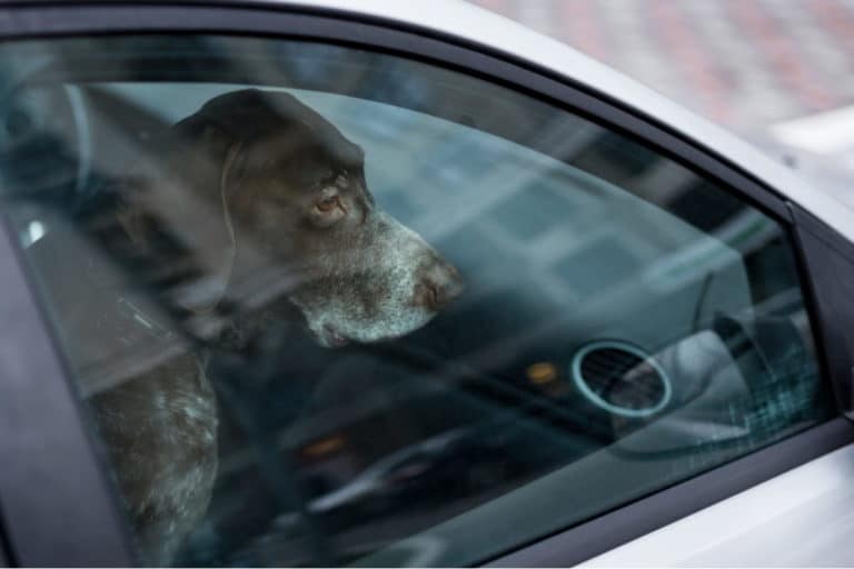 Cane chiuso in auto: rischia più chi rompe il finestrino (o chi ce lo ha lasciato)? 2 cane auto.jpg