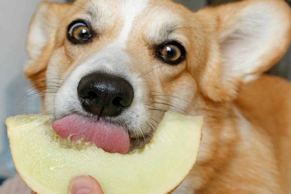 cane melone.jpg