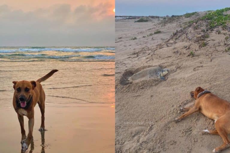Abbandonato in spiaggia, questo cane protegge ora le tartarughe marine: la sua storia ti ruberà il cuore 1 cane tartarughe.jpg