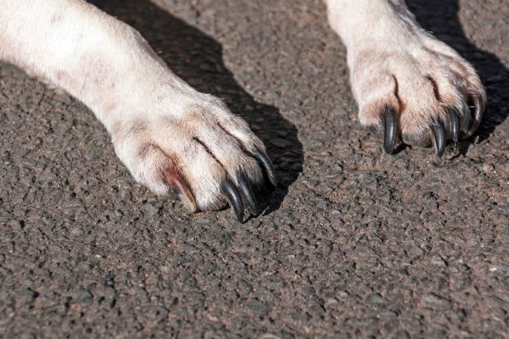 cane trascinato.jpg