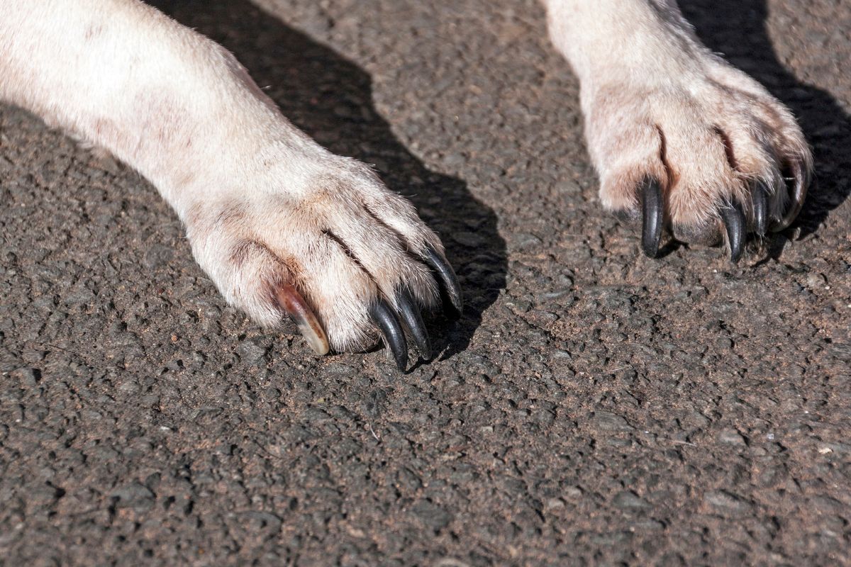 cane trascinato.jpg
