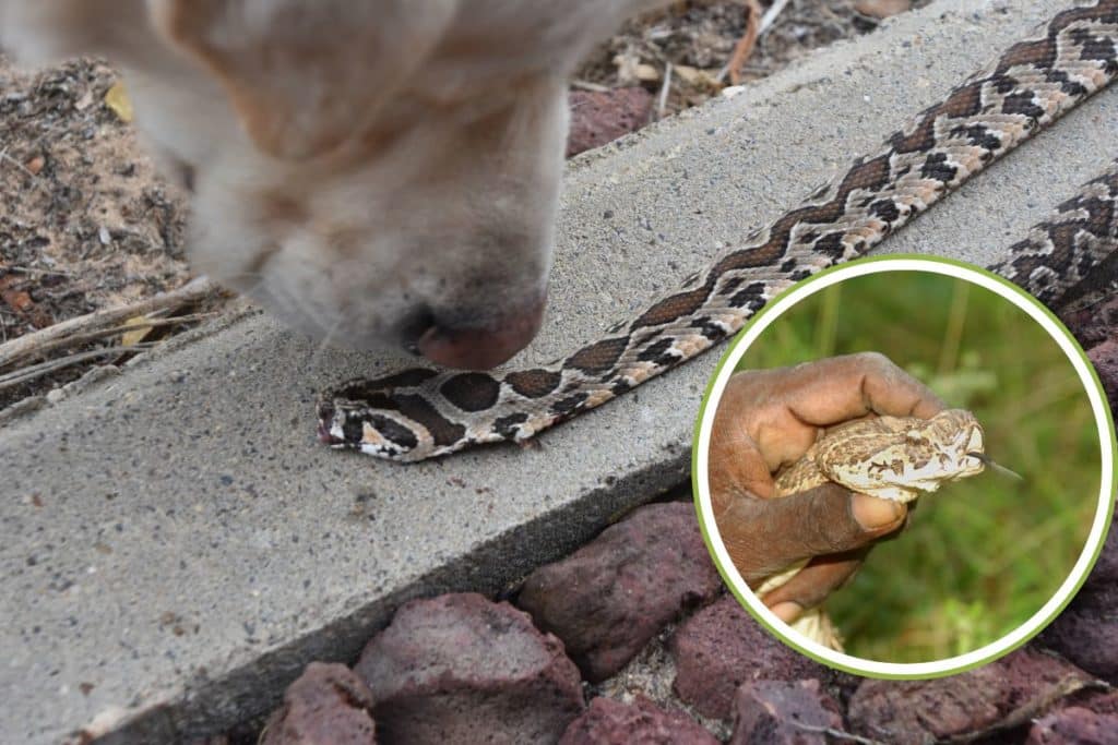 cane vipera.jpg