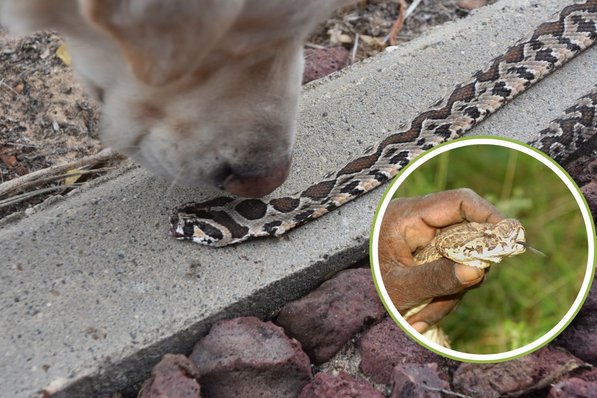 cane vipera.jpg