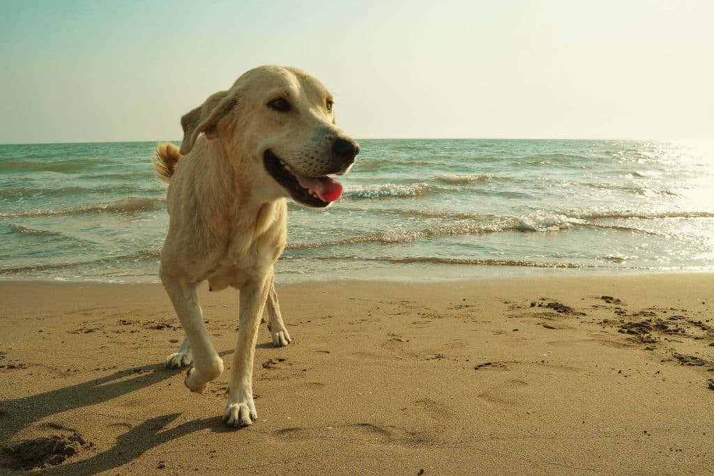 cani spiaggia.jpg