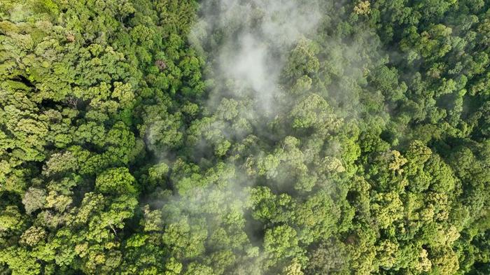 carbon offsetting m.jpg