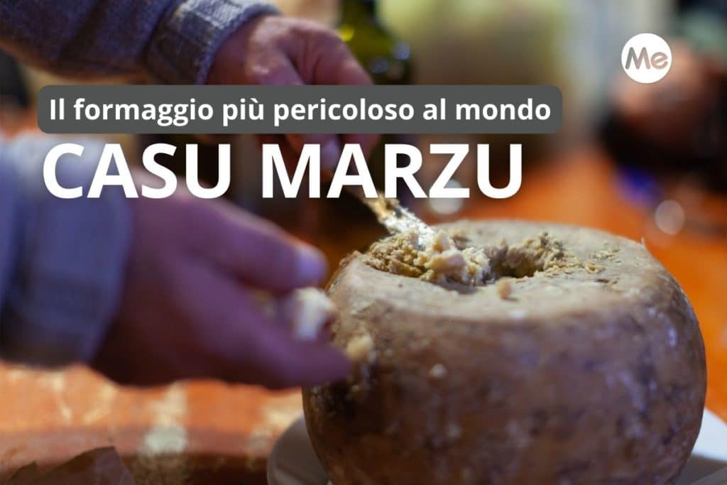 casu marzu.jpg