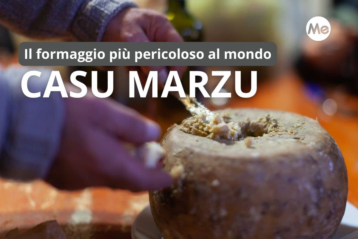 casu marzu.jpg