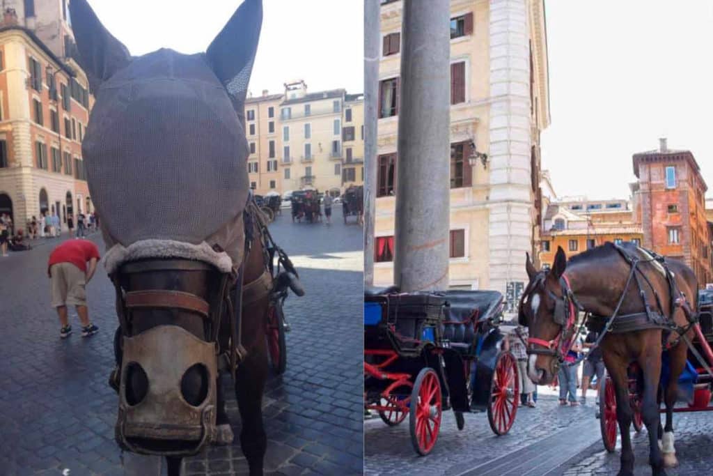 cavalli Roma.jpg