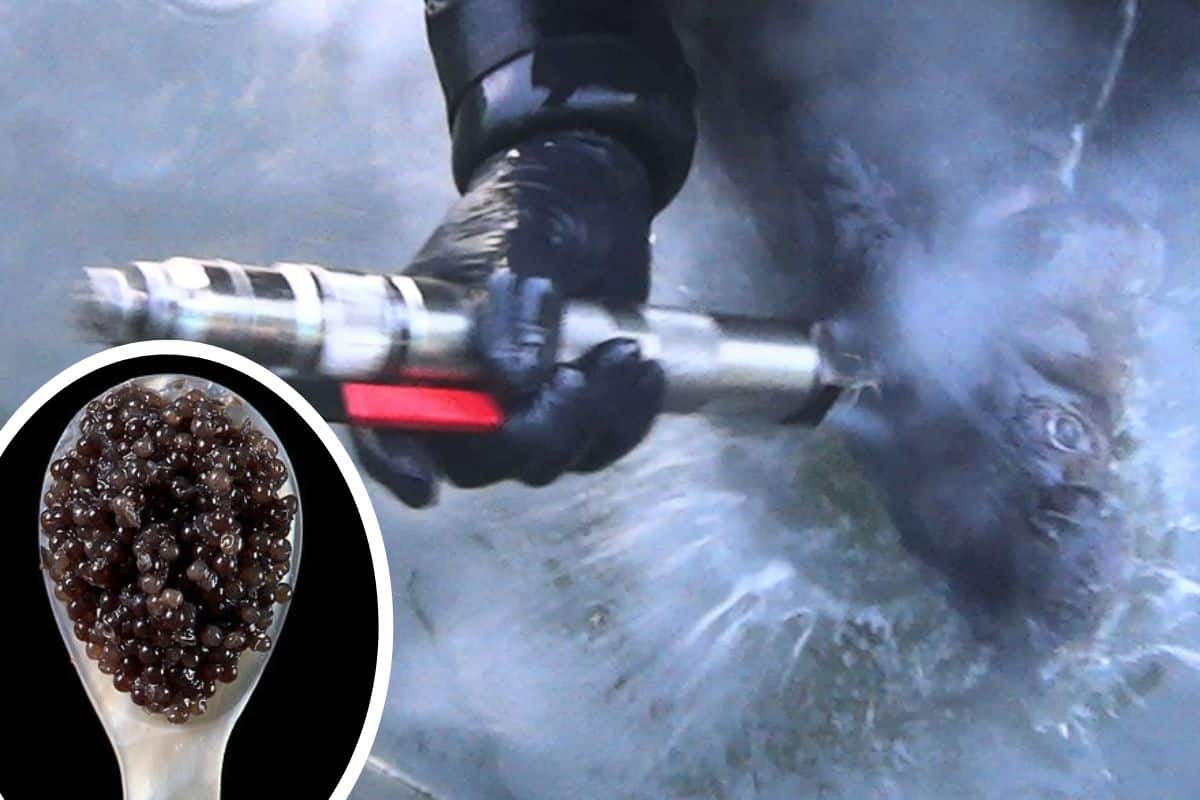 Ti mostro tutta la crudeltà che si nasconde dietro un cucchiaio di caviale (anche se certificato “sostenibile”) 1 caviale 1.jpg