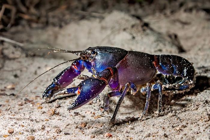 cherax robustus m.jpg
