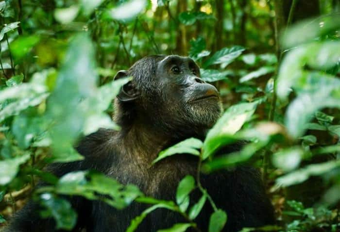 chimp m.jpg