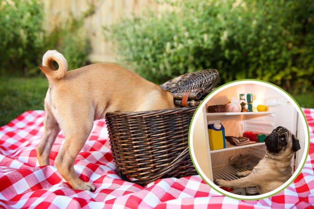 cibi pericolosi cani.jpg