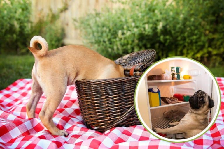 cibi pericolosi cani.jpg