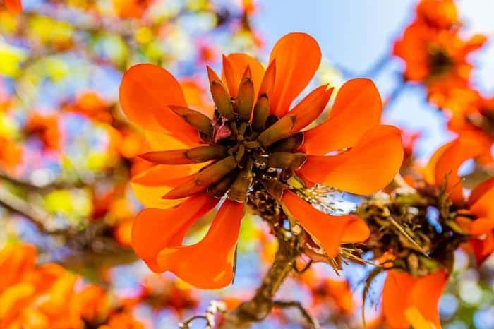 coast coral tree m.jpg