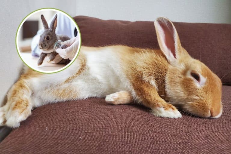 colpo calore coniglio 1.jpg