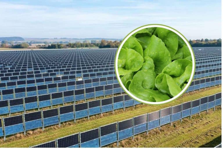 colture agrivoltaico.jpg