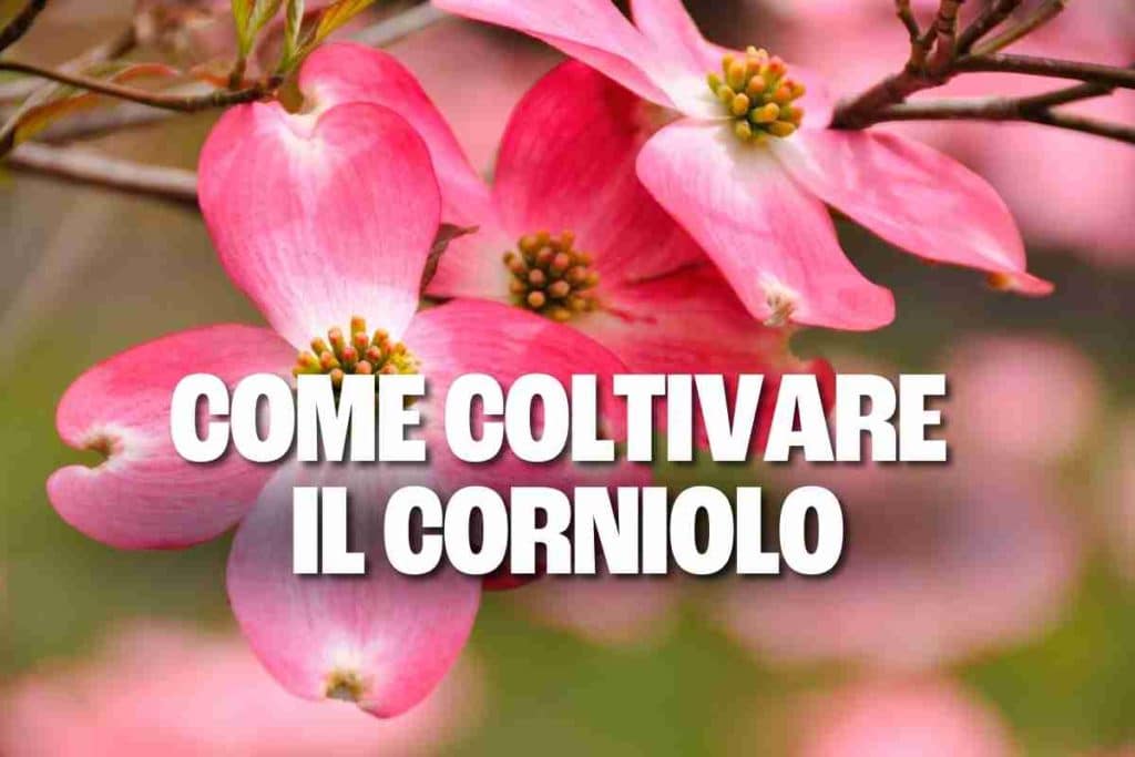 corniolo.jpg