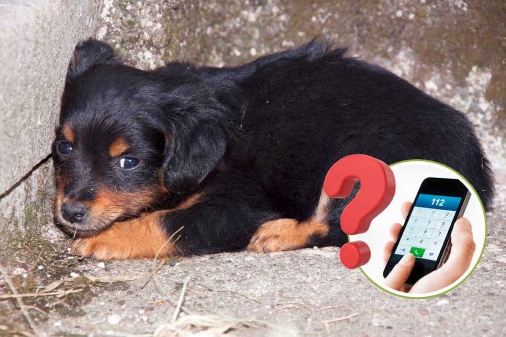 cucciolo cane 1.jpg
