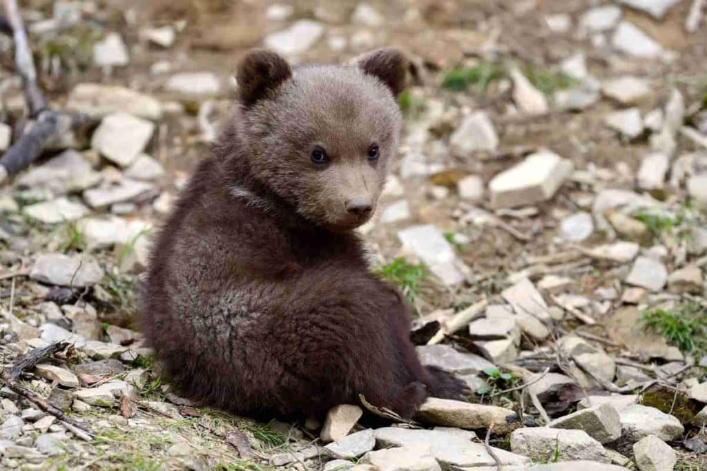 cucciolo orso.jpg