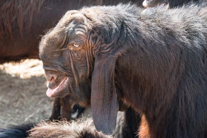 damascus goat m.jpg