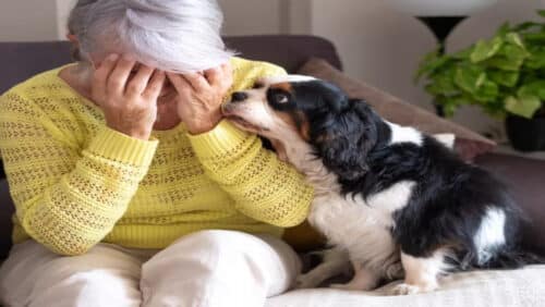 dog crying owner 1 500x282.jpg